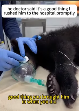 Bear put her child in the centre of the road(Part 2)