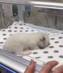 My dog brought back a cat from outside (Part 2)