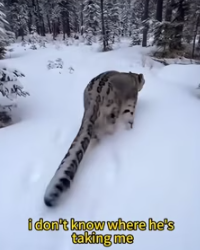 A snow leopard with its cub was outside my glass door, and then it happened (Part 2)