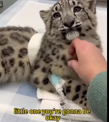 A snow leopard came to my door (Part 2)