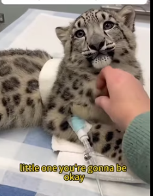 A snow leopard came to my door (Part 2)