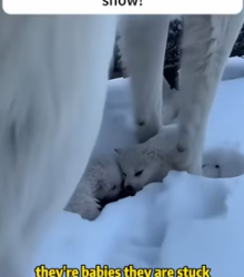 A wolf came to my door (Part 2)