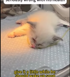 My Dog brought a Kitten from outside (Part 2)