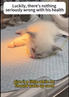 My Dog brought a Kitten from outside (Part 2)