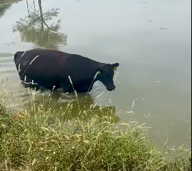 Mama cow stops truck asks help (Part 2)