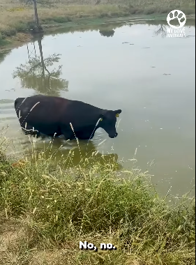 Mama cow stops truck asks help (Part 2)