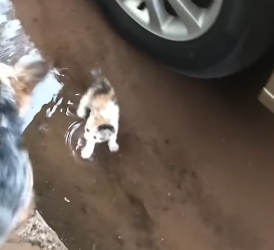 Dog Rescues Homeless Kitten (Part 2)