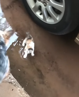 Dog Rescues Homeless Kitten (Part 2)