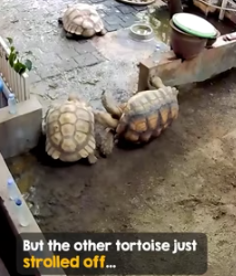 Not all heroes wear capes, some wear shells (Part 2)