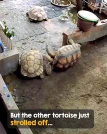 Not all heroes wear capes, some wear shells (Part 2)