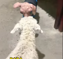 A1602003 A ewe on the farm gave birth to a lamb without wool (Parte 2)