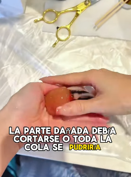 A1602002 A woman performed a small surgery on a goldfish (Parte 2)