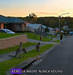 A1402003 An unlucky kangaroo fell into a hole dug by workers (Parte 2)