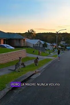 A1402003 An unlucky kangaroo fell into a hole dug by workers (Parte 2)