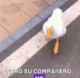 A1402002 The Goose Who Wouldn’t Abandon His Mates (Parte 2)