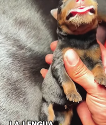 A1602005 The man found a stiff little dog (Part 2)