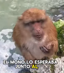 A1602001 The monkey and the fisherman became good friends (Part 2)