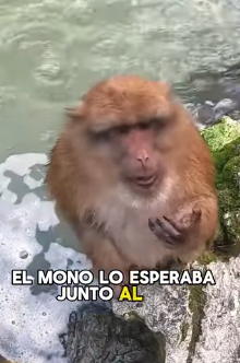 A1602001 The monkey and the fisherman became good friends (Part 2)