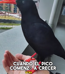 A1602007 The crow’s beak was broken (Part2)