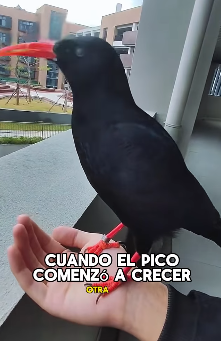 A1602007 The crow’s beak was broken (Part2)