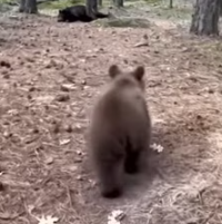 Help the little bear (Part 2)