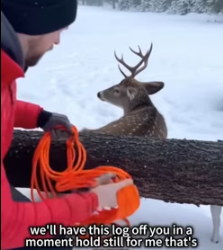 I ran into an injured deer on the roadside (Part 2)