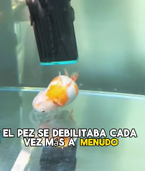A1602009 The girl’s fish has been behaving strangely for several days (Parte 2)
