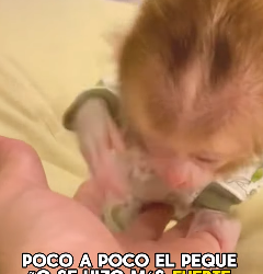 A1602010 The poor little monkey (Parte 2)