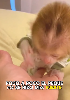 A1602010 The poor little monkey (Parte 2)