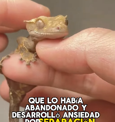 A1602011 The egg suddenly started to leak liquid (Parte 2)