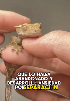 A1602011 The egg suddenly started to leak liquid (Parte 2)