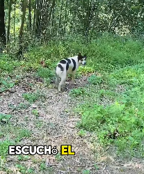 A1602012 A story about a loyal dog (Parte 2)