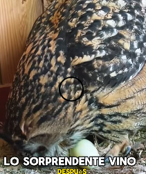 A1602006 An owl stole an egg from a hen (Part 2)