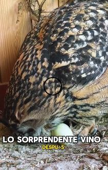 A1602006 An owl stole an egg from a hen (Part 2)