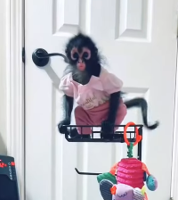 A1602015 A couple found an abandoned baby monkey (Part 2)