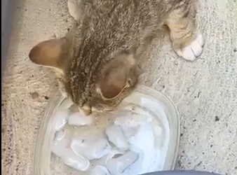 mama cat chose right fence to peek throug (Part 2)