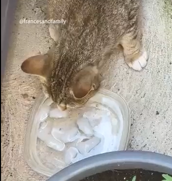 mama cat chose right fence to peek throug (Part 2)