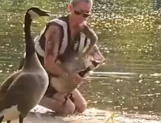 Goose says thank you in cutest wayc (Part 2)