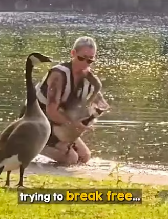 Goose says thank you in cutest wayc (Part 2)