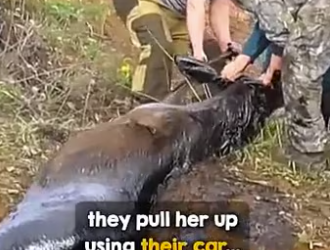 Watching moose fight her way back up on all (Part 2)