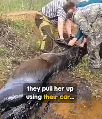 Watching moose fight her way back up on all (Part 2)