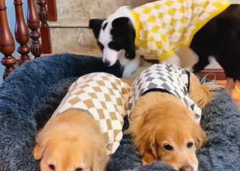 A1602016 Why is this Golden Retriever crying so sadly (Part 2)