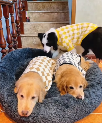 A1602016 Why is this Golden Retriever crying so sadly (Part 2)