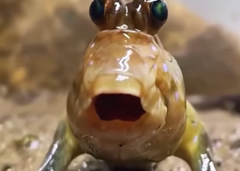 A1602017 A group of fish swam onto the shore (Part 2)