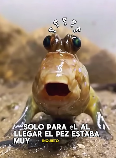 A1602017 A group of fish swam onto the shore (Part 2)