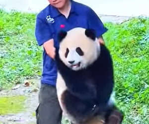 A1602018 The panda mother pushed her cub off the platform (Part 2)