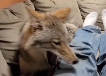 A1602019 A wounded wolf always bares its teeth (Part 2)