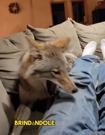 A1602019 A wounded wolf always bares its teeth (Part 2)