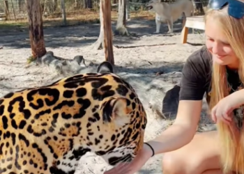 A1602020 The story of the wounded jaguar and the man (Parte 2)