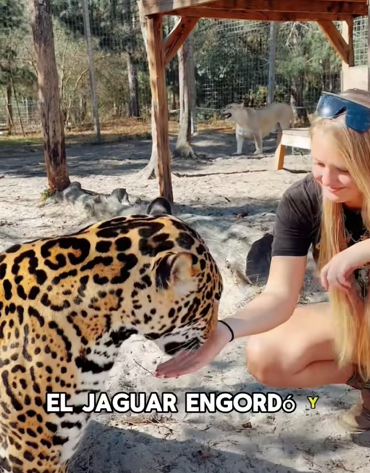 A1602020 The story of the wounded jaguar and the man (Parte 2)